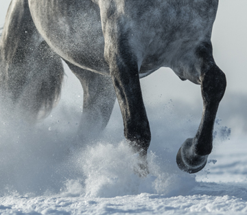 Winterzeit gleich Trächtigkeitszeit, wenn Stuten in den Endspurt gehen!