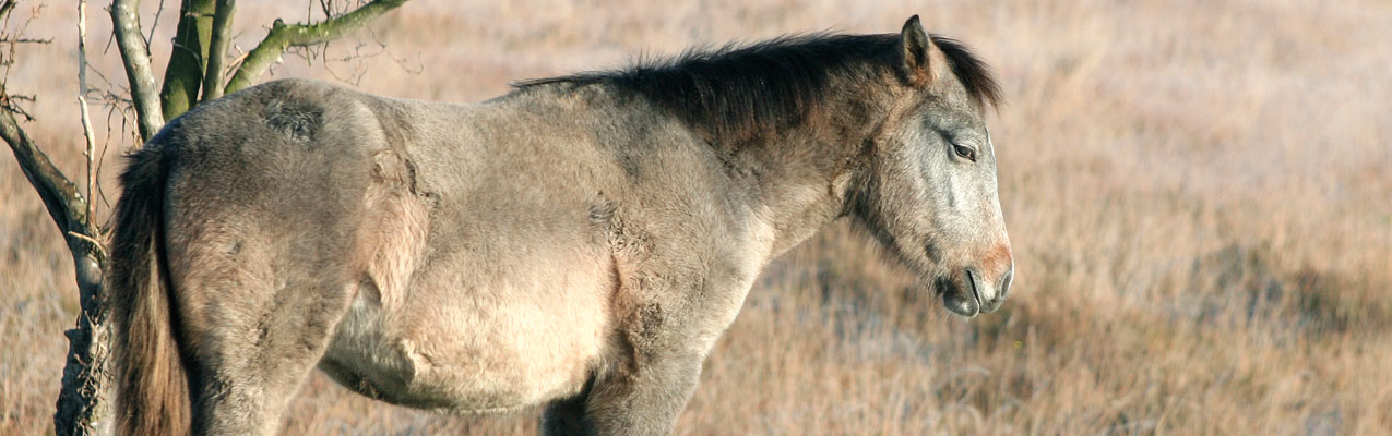 Cushing (Equines Cushing Syndrom, Morbus Cushing, PPID)