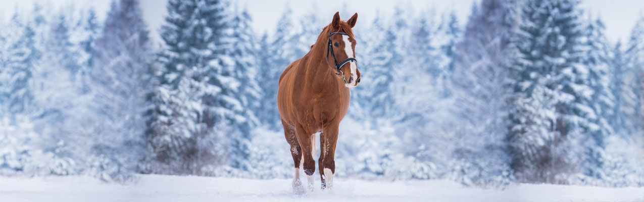 Eingesteift im Winter