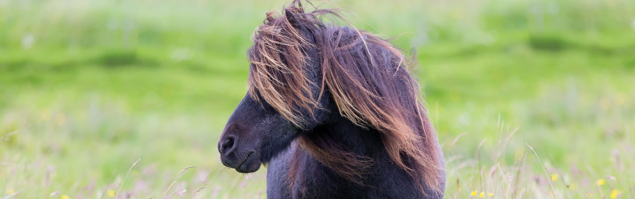 Fütterungsbesonderheiten bei Ponys