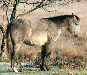 Cushing (Equines Cushing Syndrom, Morbus Cushing, PPID)
