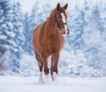 Eingesteift im Winter