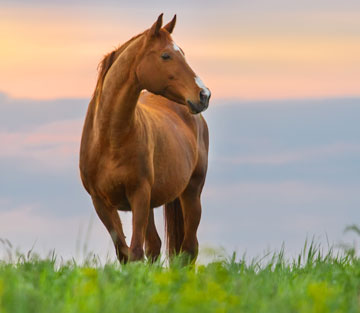 Kreislaufprobleme bei schwankenden Temperaturen 