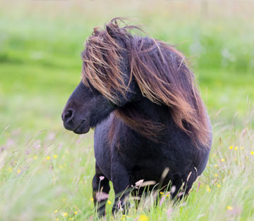 Fütterungsbesonderheiten bei Ponys