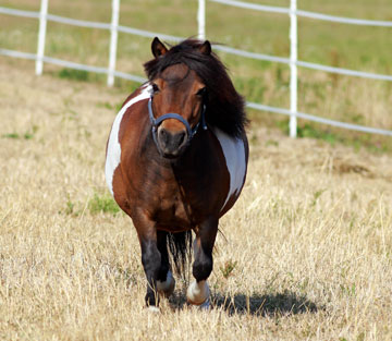 Pummelchen statt Ponychen - was tun, wenn das Pferd zu dick ist?