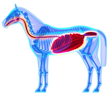 Anatomie und Physiologie des Gastrointestinaltraktes (Verdauungsapparat)