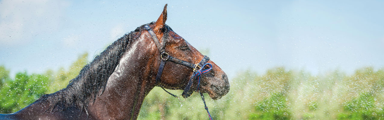 Elektrolytverlust beim Pferd: Isotonic