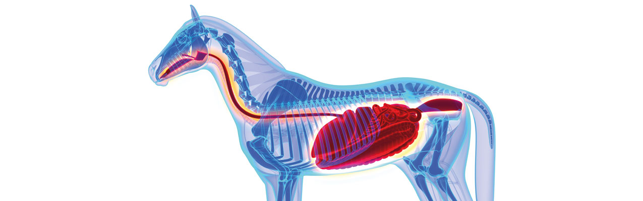 Anatomie und Physiologie des Gastrointestinaltraktes (Verdauungsapparat)