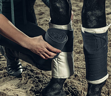 Arthrose beim Pferd