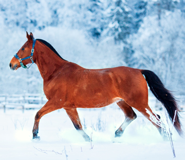 Zu dünn im Winter